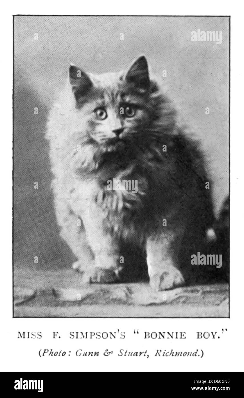 Une illustration tirée de 'le Livre du chat' (1903), montrant un chat. L’image met en valeur la forme et l’élégance du félin, offrant une représentation détaillée et artistique de la beauté et du comportement d’un chat. Banque D'Images