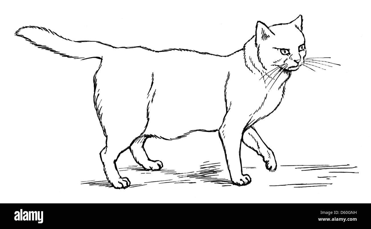 Une illustration de livre de 1903 mettant en vedette un chat, probablement tirée du texte « le Livre du Catane ». L'image met en évidence le chat comme une créature élégante et mystérieuse, un sujet populaire dans l'art et la littérature de l'époque. Banque D'Images