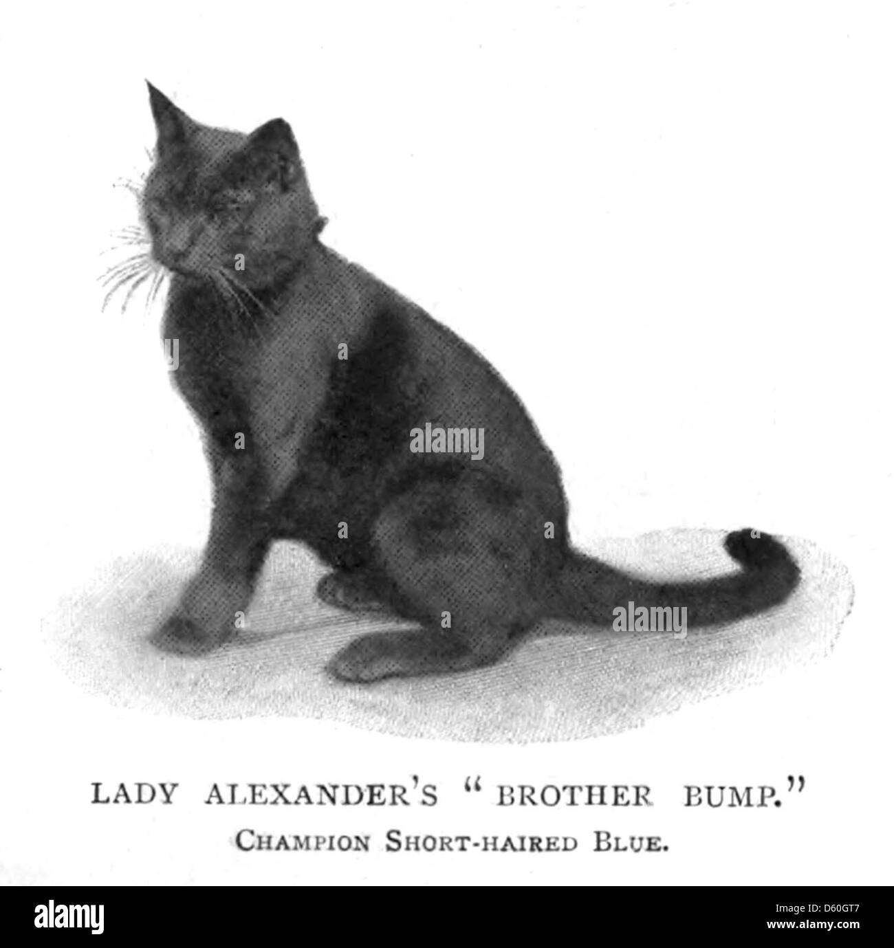 Une illustration tirée de 'le Livre du chat' (1903), montrant une représentation détaillée et artistique d'un chat. L'image souligne l'intérêt culturel et artistique pour les chats au début du XXe siècle, mettant en valeur leur élégance et leur charme. Banque D'Images