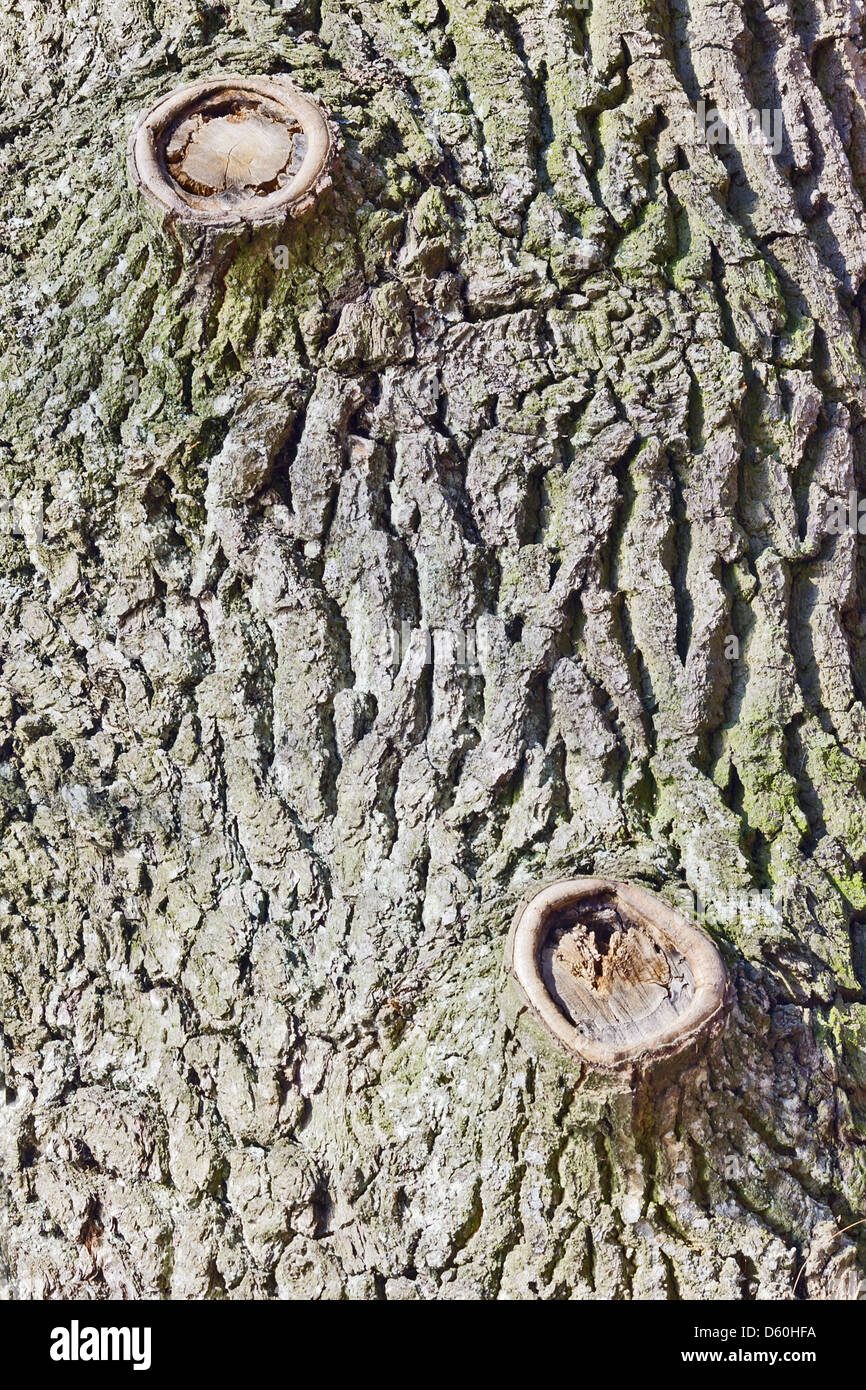 L'écorce sur le tronc d'un vieux chêne Banque D'Images