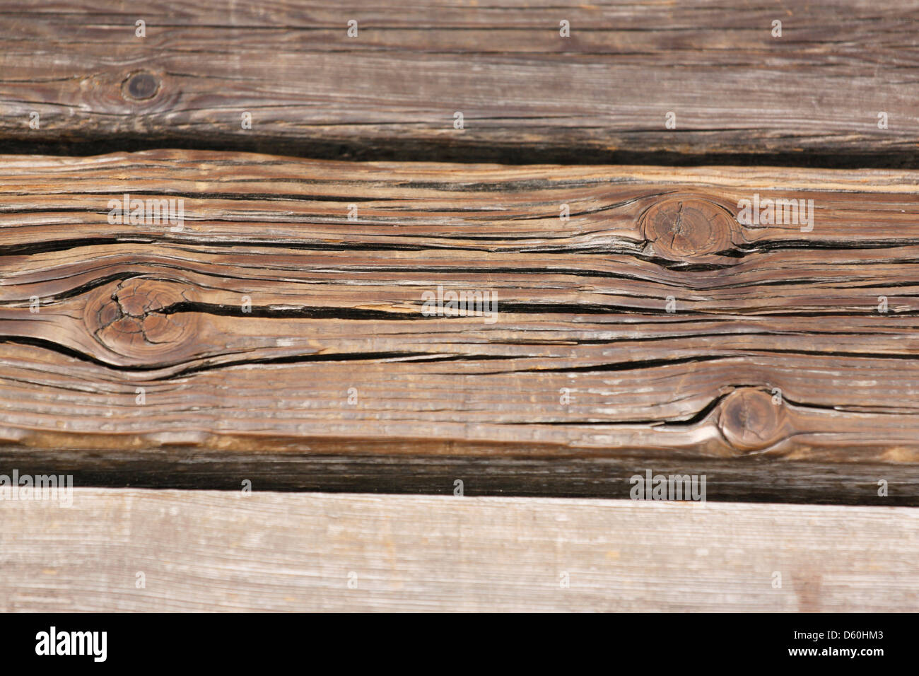 La une forêt centenaire de l'arrière-plan. Banque D'Images