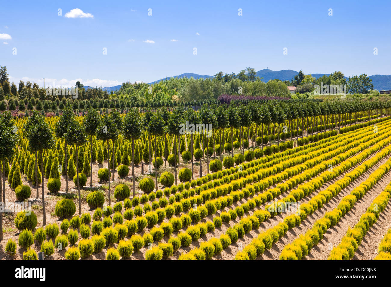 Tree Farm en Italie Banque D'Images