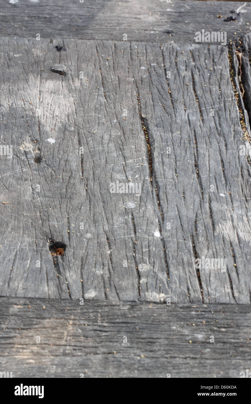 La une forêt centenaire de l'arrière-plan. Banque D'Images