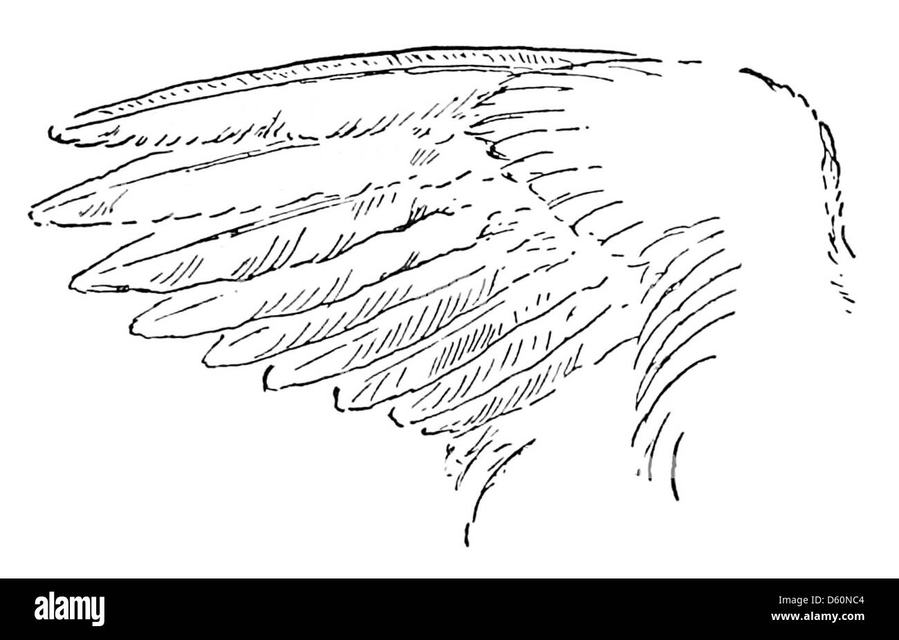 Illustration ou photographie représentant un héros animal avec des ailes, peut-être tirée d'un livre ou d'une publication historique détaillant des animaux héroïques et leurs histoires. Banque D'Images