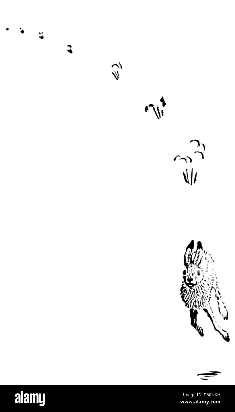 Cette image met en valeur un lièvre ou un lapin, souvent célébré pour son agilité et sa rapidité dans les fables animales et le folklore. Il souligne la nature héroïque de l'animal dans des histoires où il surmonte les défis ou accomplit des exploits courageux. Banque D'Images