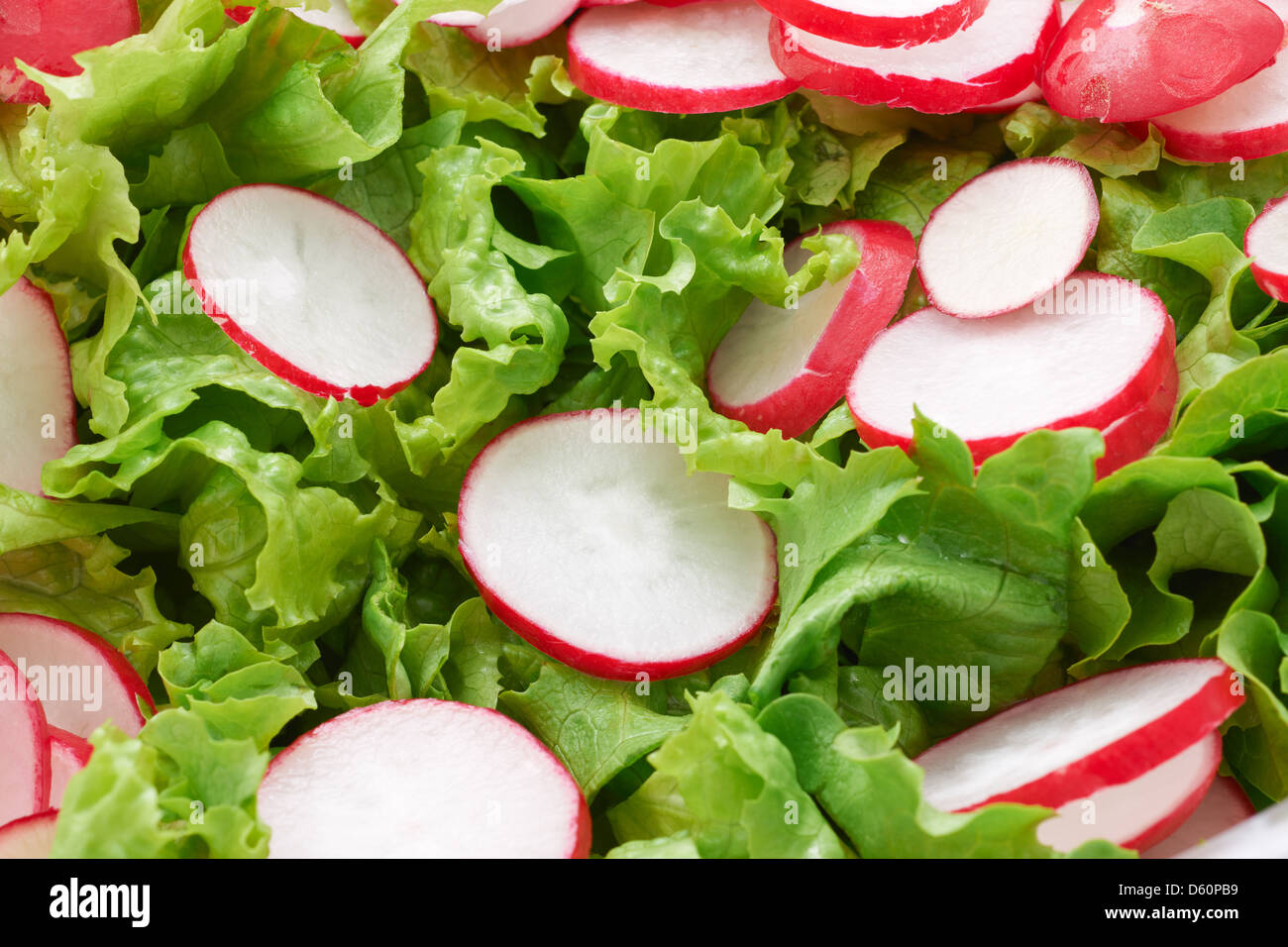 La laitue verte et salade de radis rouge close-up Banque D'Images