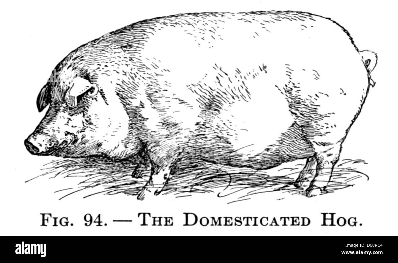 Une image de 1916 tirée d'un livre de physiologie et de santé représentant un porc et un cochon. Cette référence illustre probablement la biologie animale ou le rôle de l'élevage dans l'agriculture et l'agriculture, reflétant l'éducation agricole du début du XXe siècle. Banque D'Images
