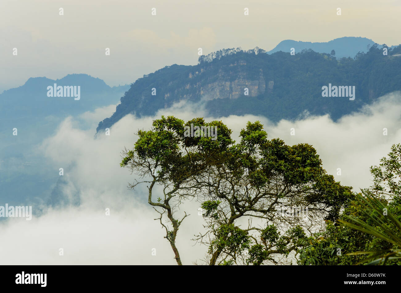 Arbres et montagnes dans une forêt de nuages de haute altitude Banque D'Images