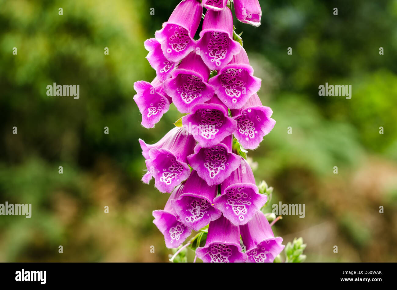 Les couleurs pourpre profond d'une belle fleur digitale Banque D'Images