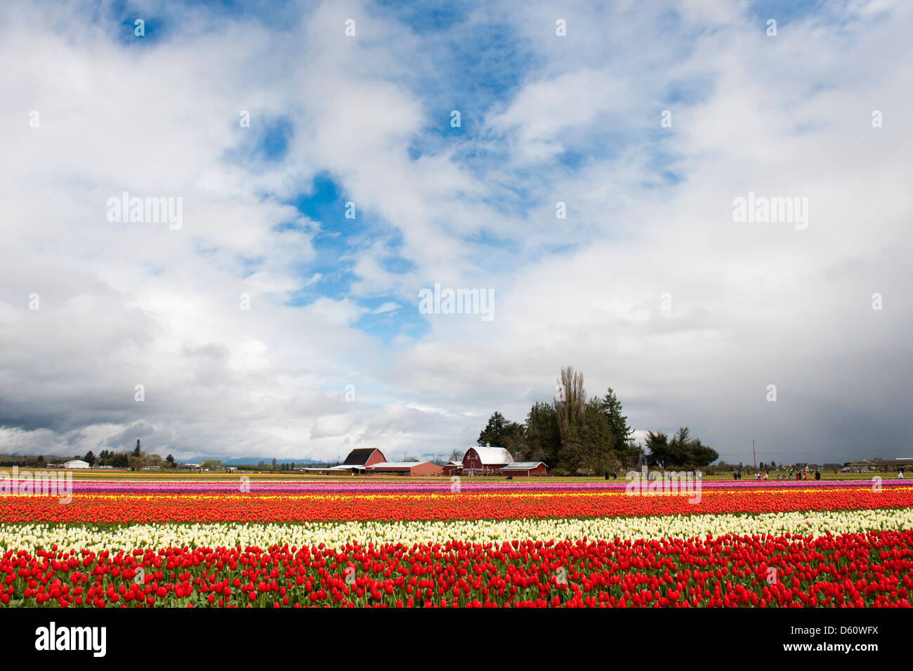 Une ferme de tulipes colorées dans la vallée de la Skagit de l'ouest de l'État de Washington avec une grange pittoresque dans l'arrière-plan. Le printemps est arrivé ! Banque D'Images