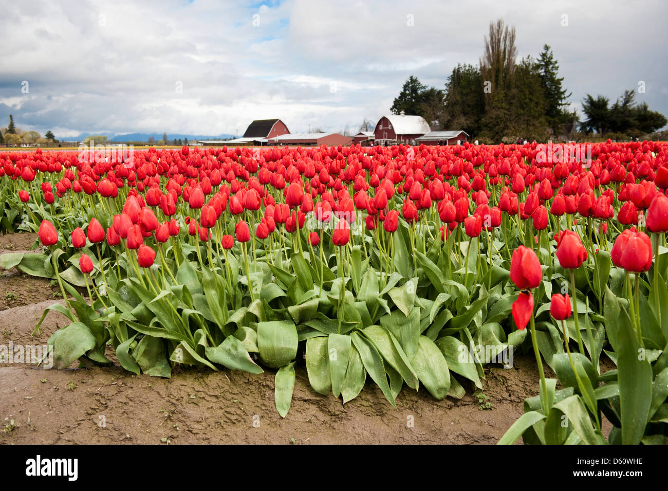 Une ferme de tulipes colorées dans la vallée de la Skagit de l'ouest de l'État de Washington avec une grange pittoresque dans l'arrière-plan. Le printemps est arrivé ! Banque D'Images