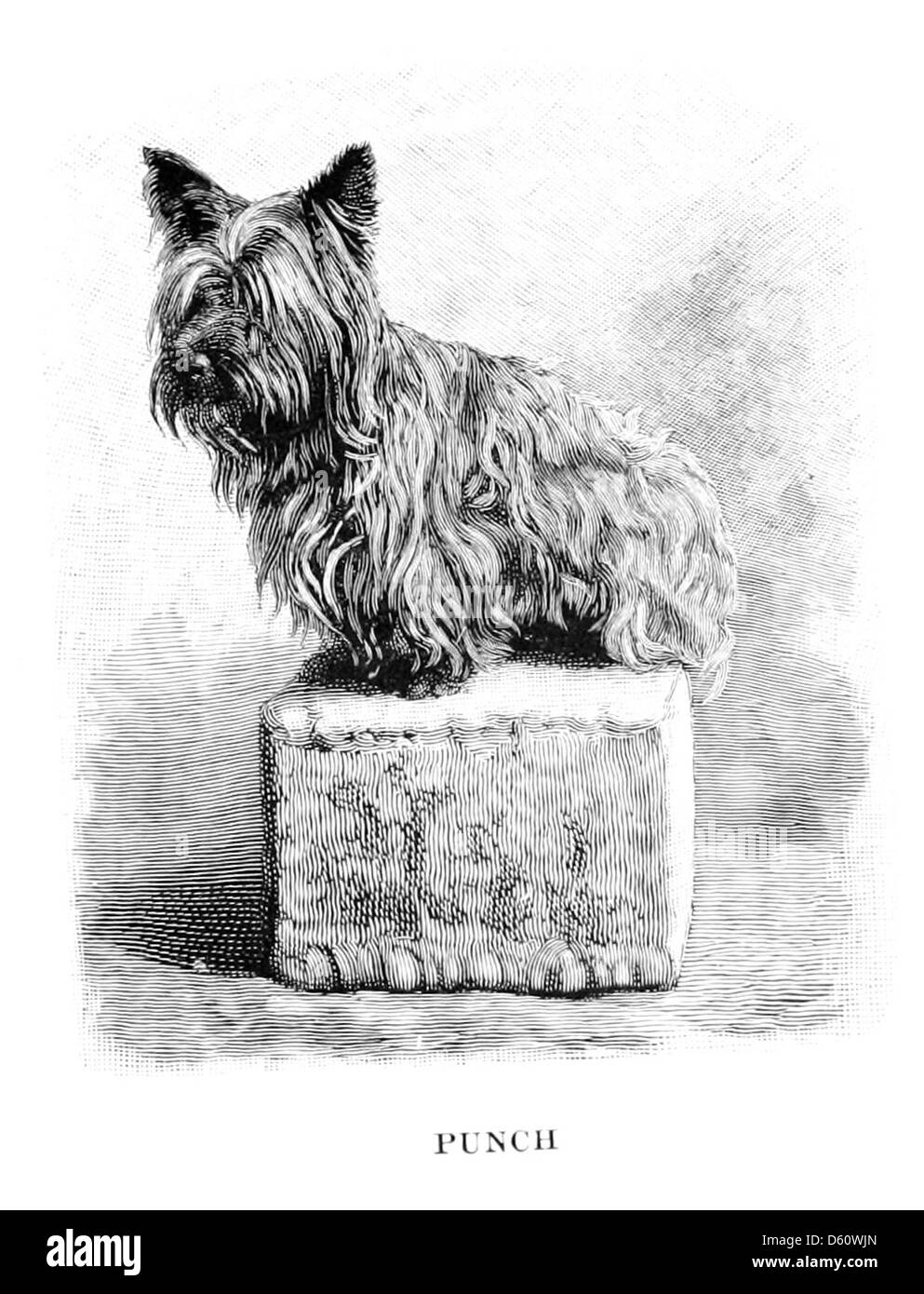 Photographie ou illustration de 1898 représentant un garçon avec quatre chiens, capturant un moment de compagnie et le lien entre les humains et les animaux au tournant du siècle. Banque D'Images