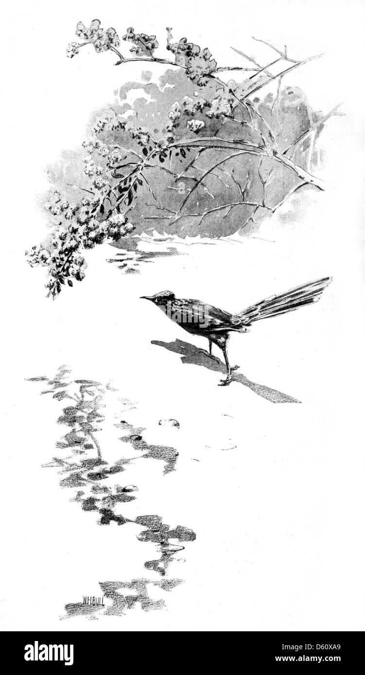 Une photographie de 1899 tirée de 'A California Idyl', montrant un paysage naturel serein en Californie avec des baies et des oiseaux. L'image capture les qualités paisibles et pittoresques de la campagne californienne à la fin du XIXe siècle. Banque D'Images