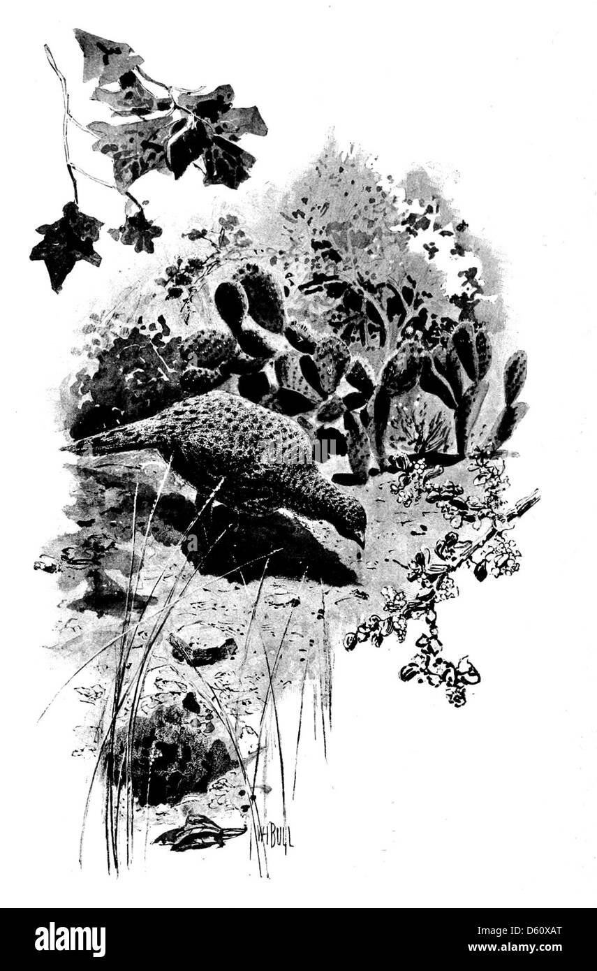 Cette œuvre de 1899, 'A California Idyl', dépeint la beauté des paysages naturels de Californie, en se concentrant peut-être sur les oiseaux et les cactus, deux éléments importants de l'écologie diversifiée de l'État. L'illustration capture probablement les couleurs vives de l'environnement californien. Banque D'Images