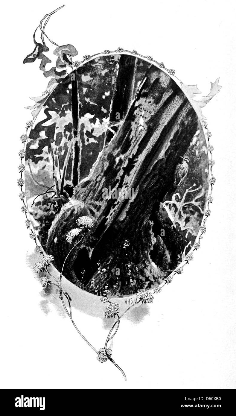 Une illustration du livre de 1899 'A California Idyl', capturant la beauté sereine des bois californiens. L'image évoque le paysage naturel décrit dans le texte, mettant en valeur le feuillage luxuriant et la tranquillité. Banque D'Images