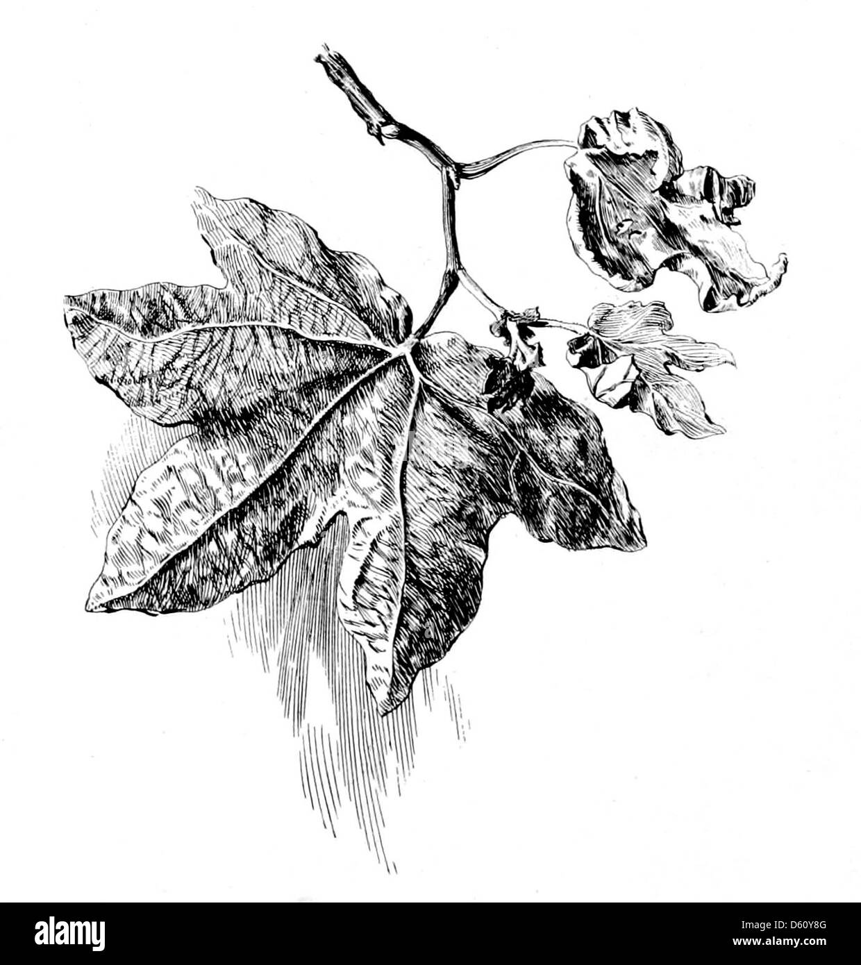 Cette photographie de 1899 capture un moment de sérénité en Californie, mettant l'accent sur les feuilles vives et l'atmosphère calme. Le titre suggère une scène paisible et idyllique reflétant la beauté de la nature, typique du paysage californien de la fin du XIXe siècle. Banque D'Images