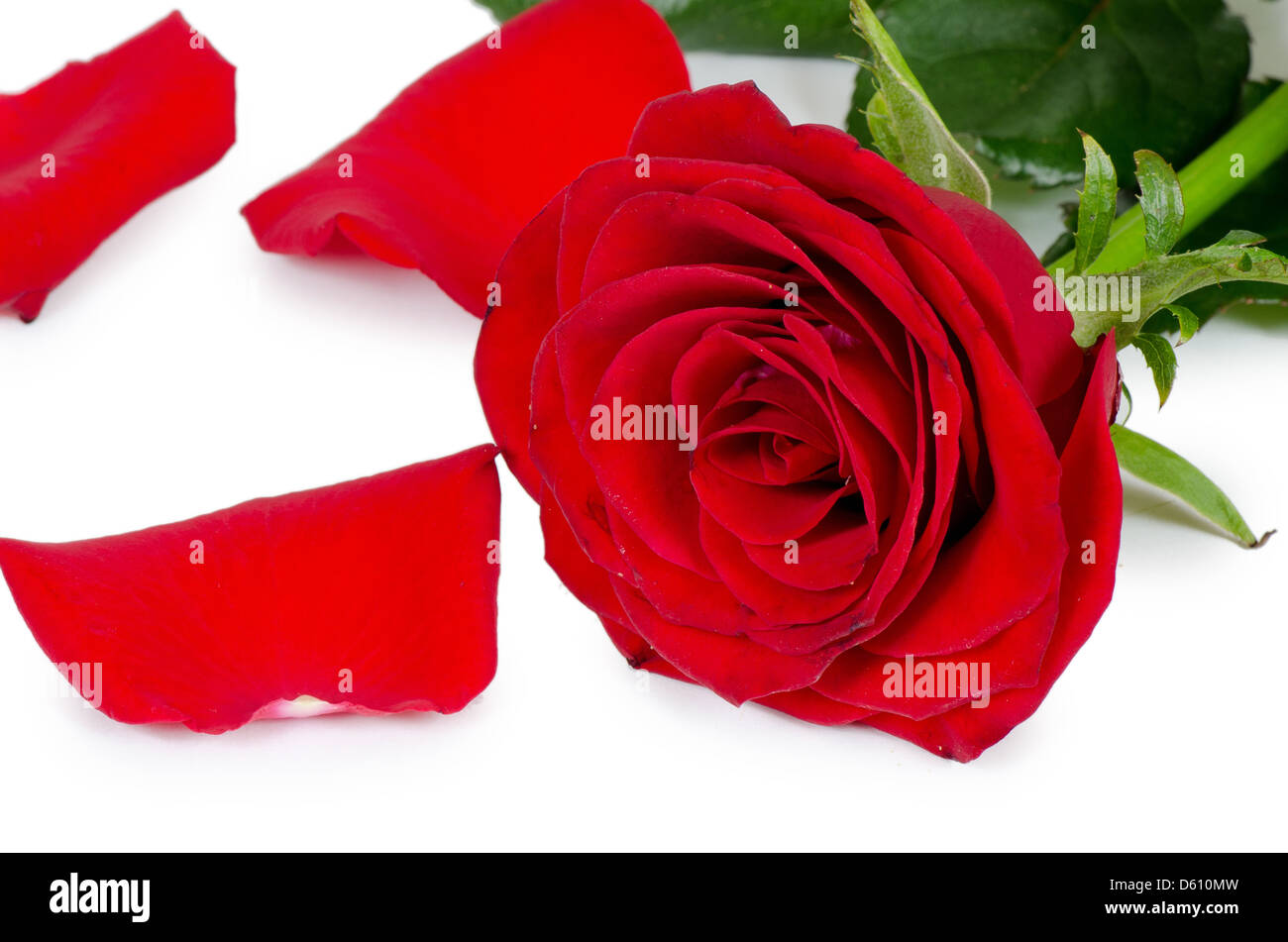Les roses rouges isolated on white Banque D'Images