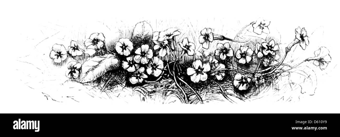 Cette image est extraite de l'édition 1874 de « le rêve d'Une nuit d'été » de Shakespeare, illustrant des scènes et des personnages de la comédie emblématique. L'œuvre explore les thèmes de l'amour, de la magie et de la méchanceté dans un cadre boisé mystique. Banque D'Images