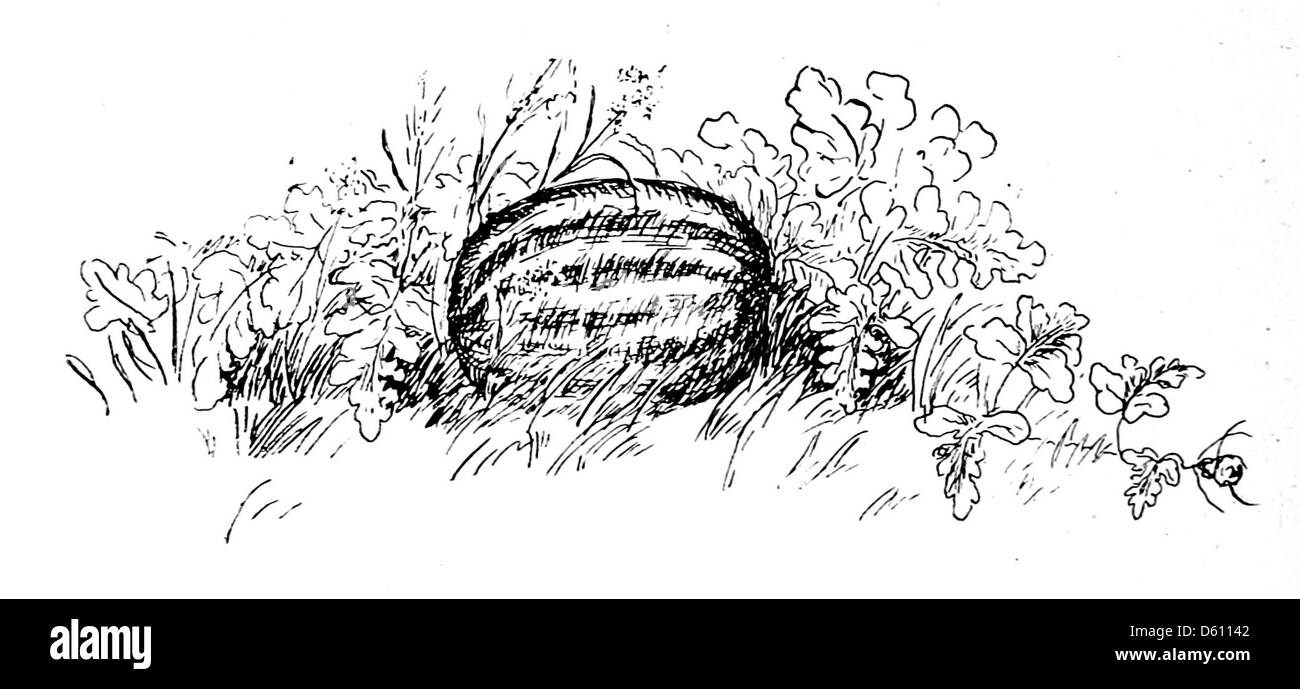 Cette image de 1906 présente une charmante illustration de *A Little Book of Home and Country verse*, représentant une pastèque, symbole de la vie rurale et des traditions rurales au début du XXe siècle. Banque D'Images