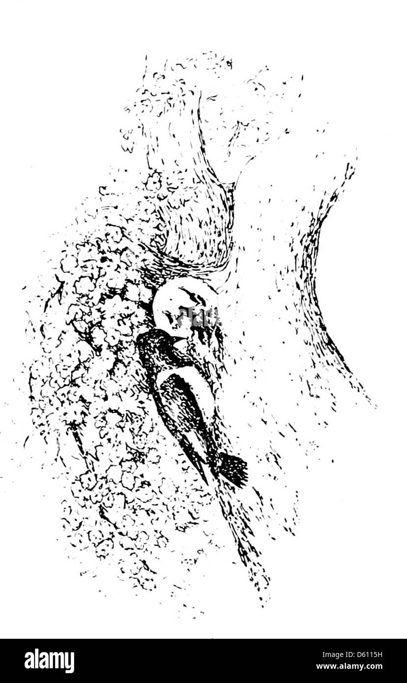 Cette illustration de livre de 1906 présente une scène poétique de la vie rurale, capturant le charme et la simplicité de la vie à la maison et à la campagne. Il représente le ton de la collection de vers, en se concentrant sur les thèmes de la nature et de la maison. Banque D'Images