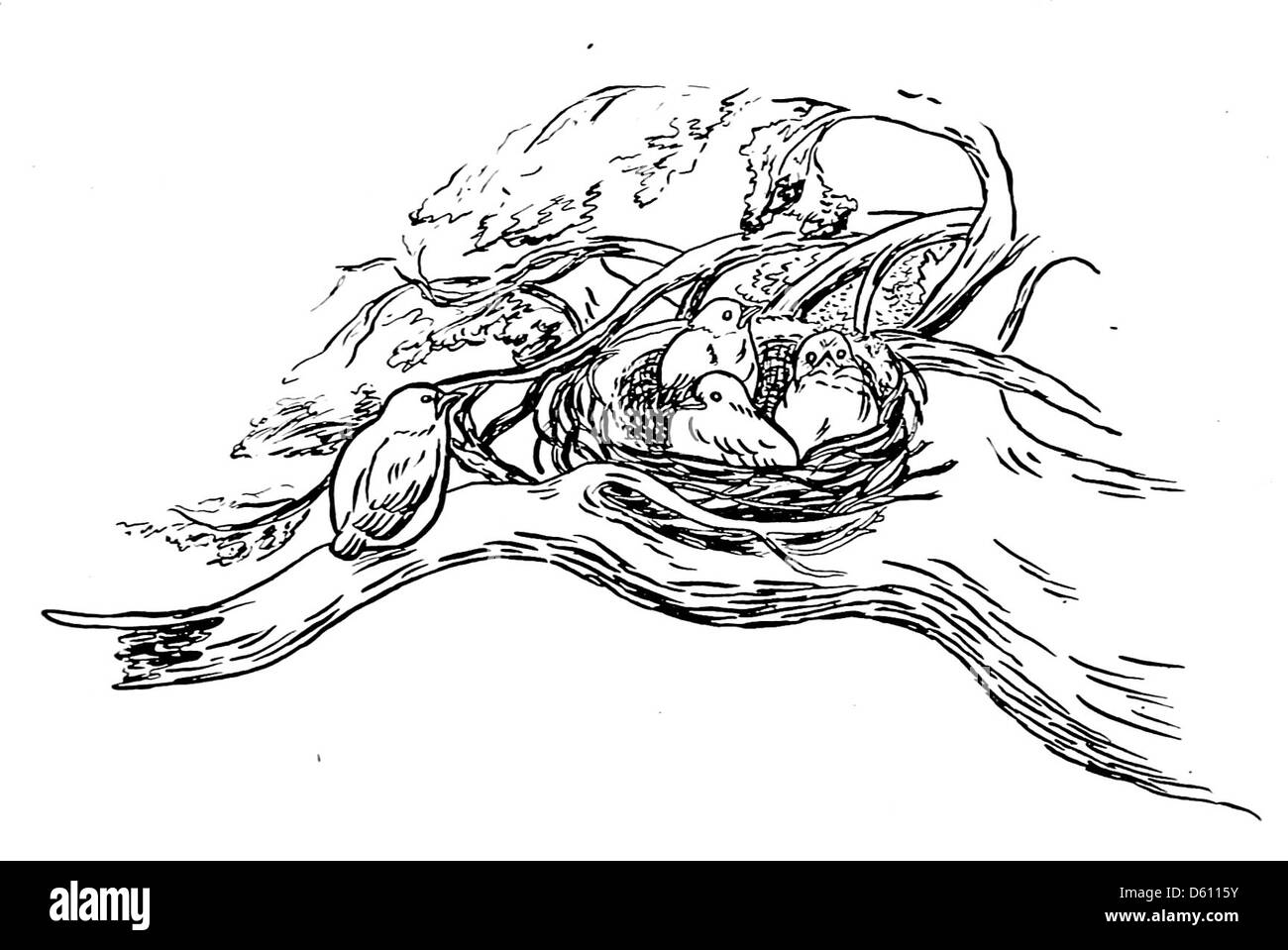 Illustration tirée de *A Little Book of Home and Country verse* (1906), représentant un nid d'oiseau. L’œuvre reflète les thèmes pastoraux de la nature et de la vie familiale dans la poésie du début du XXe siècle. Banque D'Images