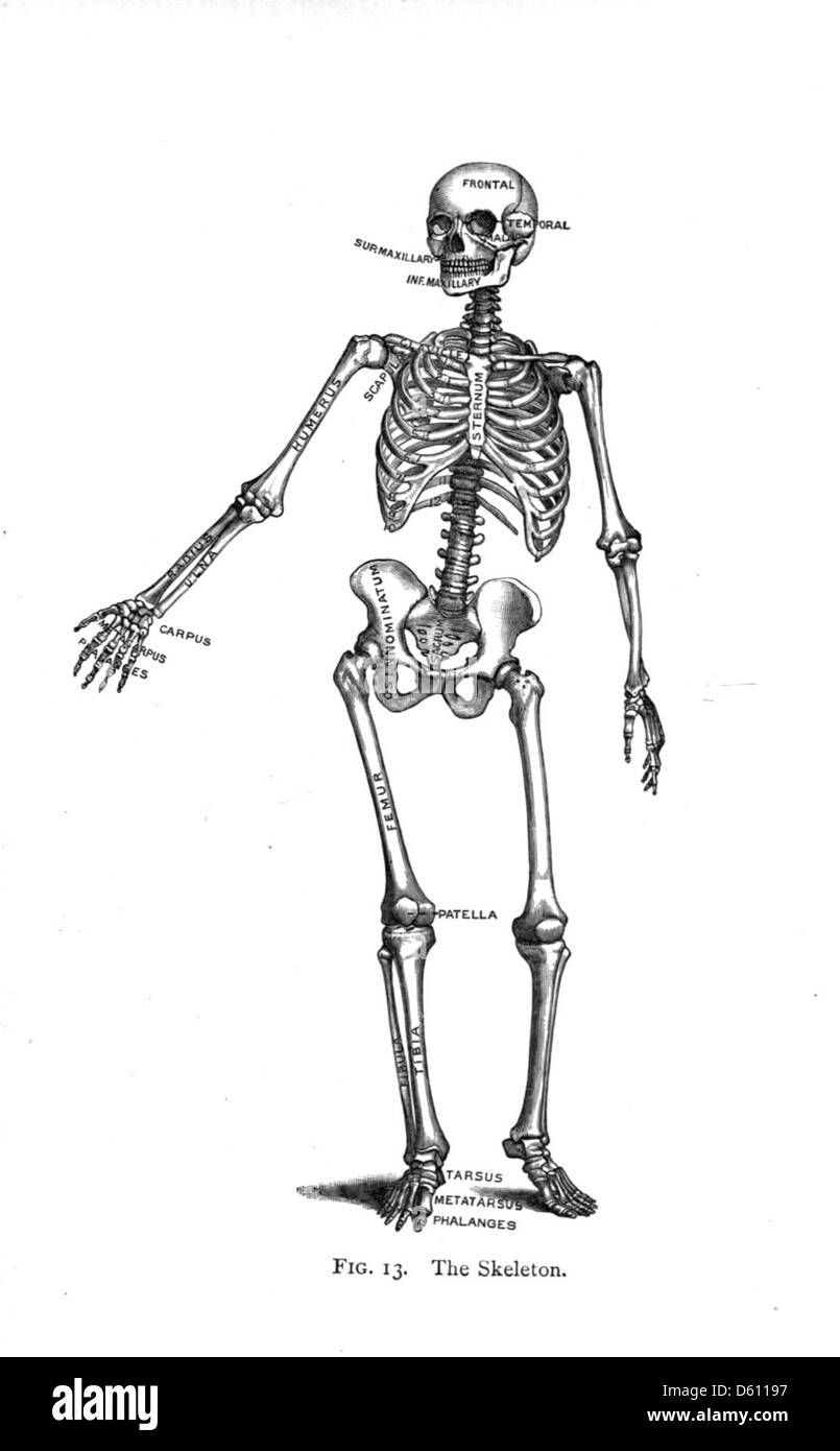 Cette illustration de 1910 de *Life and Health* présente un schéma du système squelettique, aidant les étudiants à comprendre l'anatomie et la physiologie humaines, comme en témoigne le contenu éducatif du livre. Banque D'Images