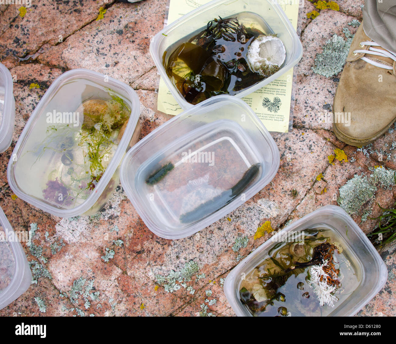 Les échantillons prélevés à partir de flaques sur un voyage en biologie marine, l'Acadia National Park, Maine Banque D'Images