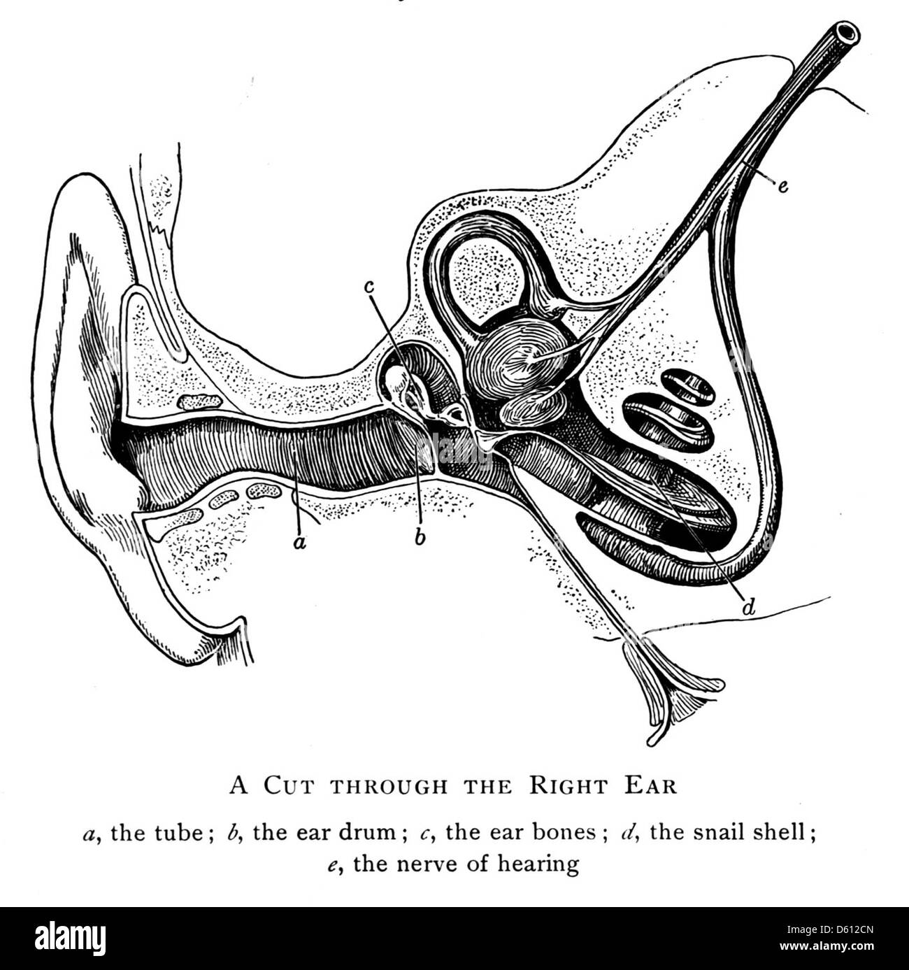 Une illustration de 1906 tirée de « Good Health », représentant l'anatomie de l'oreille humaine. Le diagramme met en évidence les structures de l'oreille, fournissant une référence scientifique pour la compréhension de la biologie humaine. Banque D'Images