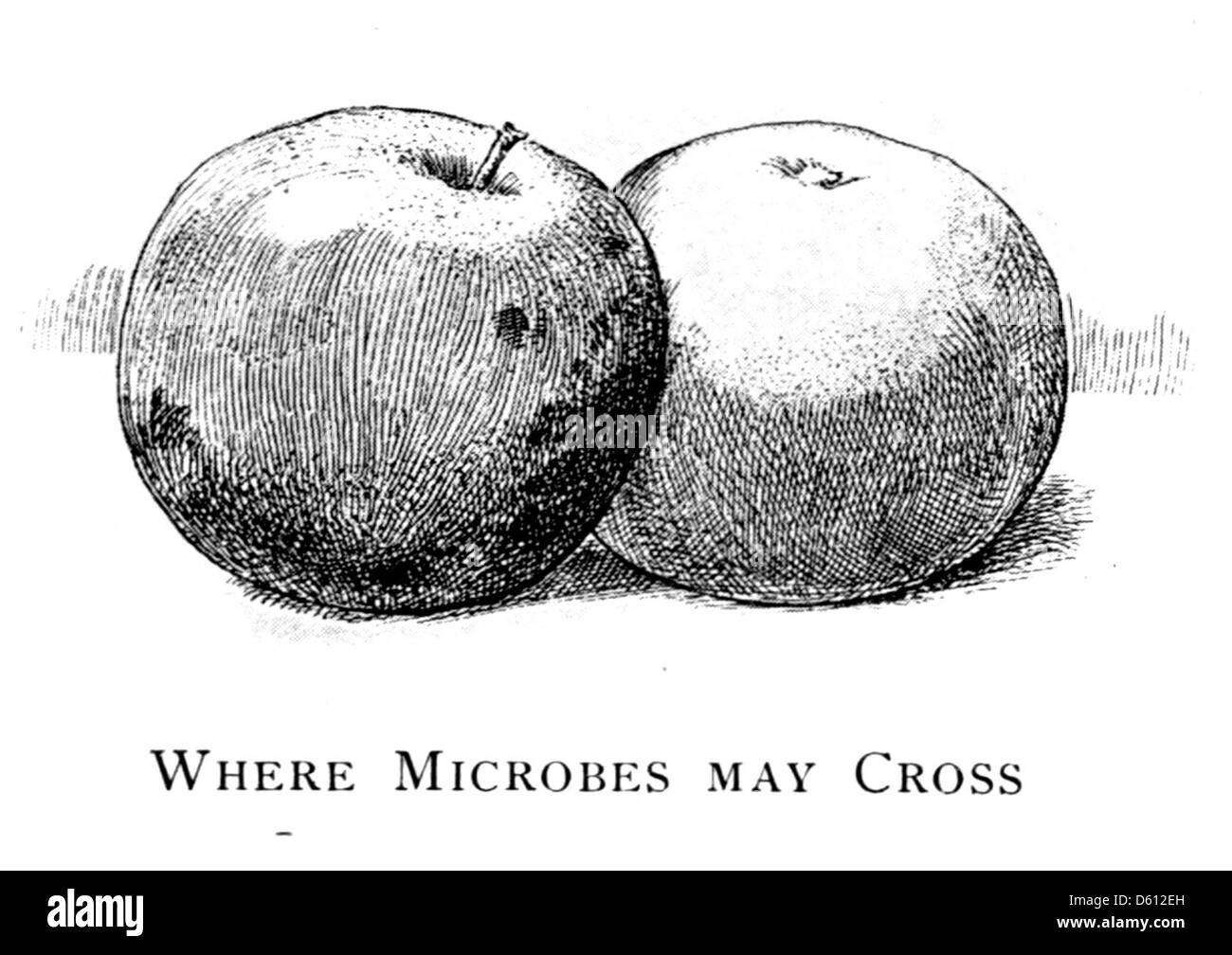 Une illustration de 1906 intitulée « bonne santé », présentant les pommes comme symbole central de la vitalité et de la santé. L'image reflète les idées du début du XXe siècle sur la nutrition et le bien-être, les pommes représentant une alimentation saine. Banque D'Images