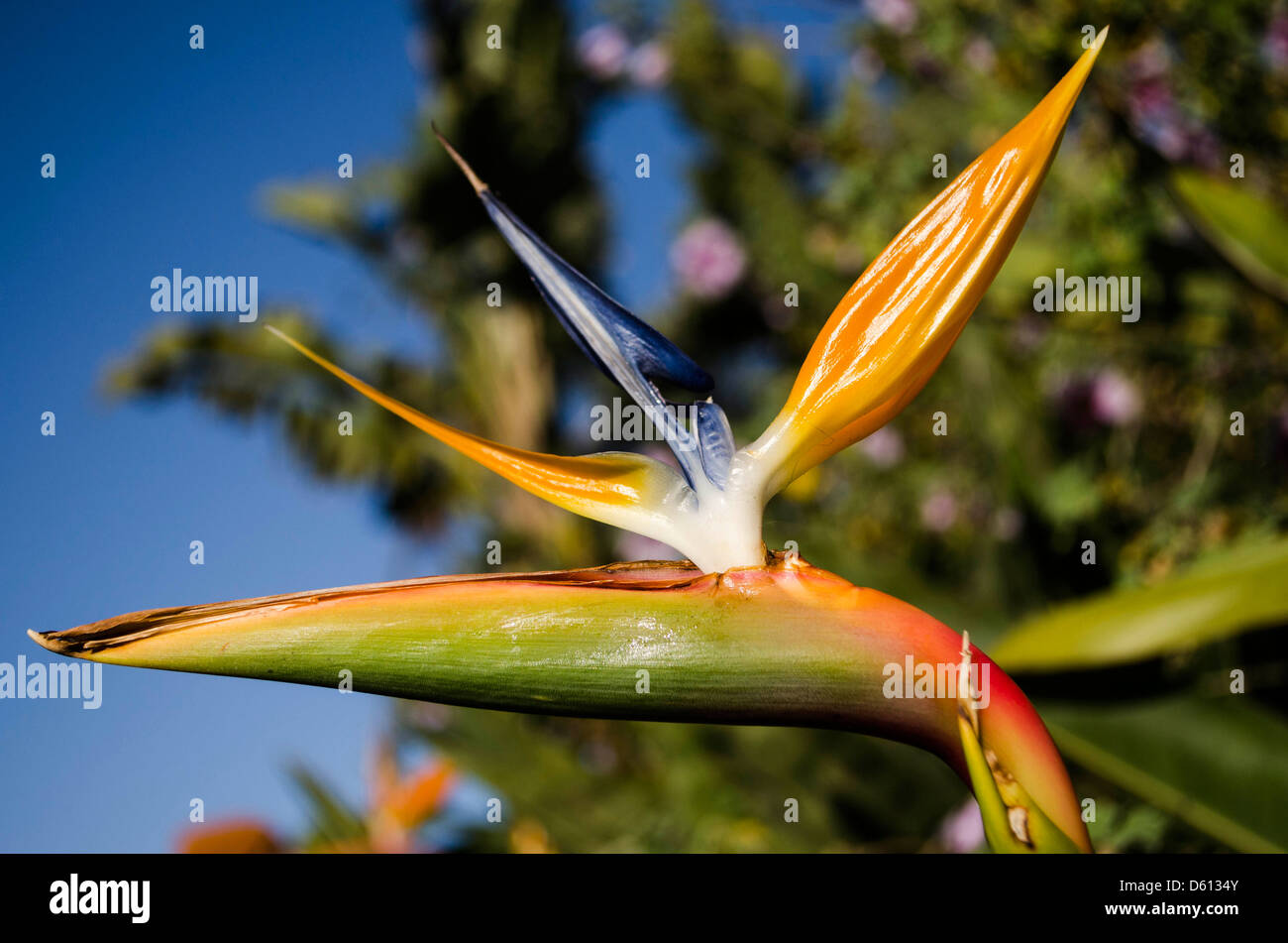 Oiseau de paradis (Strelitzia) fleurs Banque D'Images