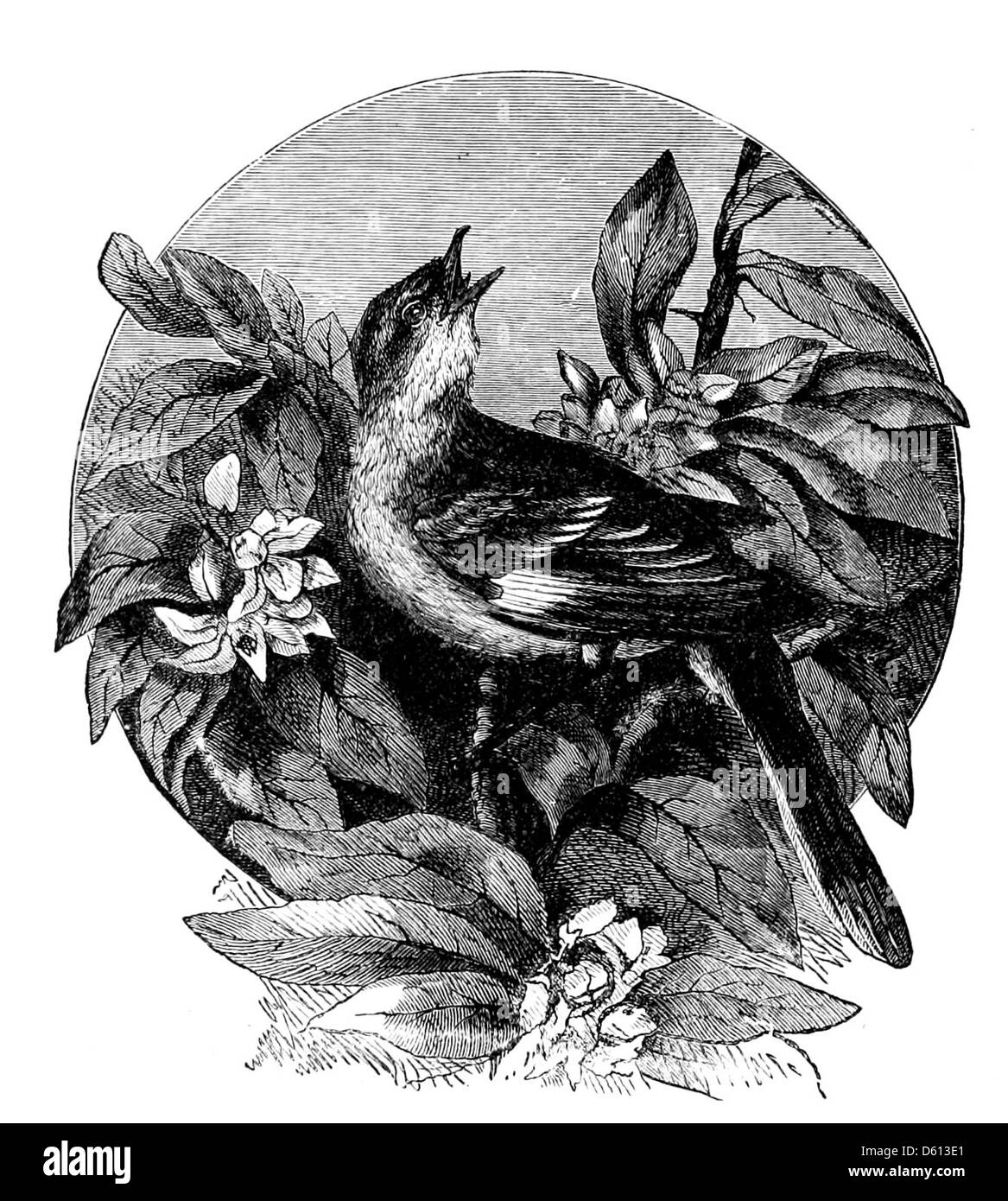 Cette image est associée à 'A Festival of Song', une collection de 1876 célébrant la poésie et la chanson anglaise, représentant probablement des scènes de la nature telles que des oiseaux et des fleurs, symbolisant les thèmes de l'événement. Banque D'Images