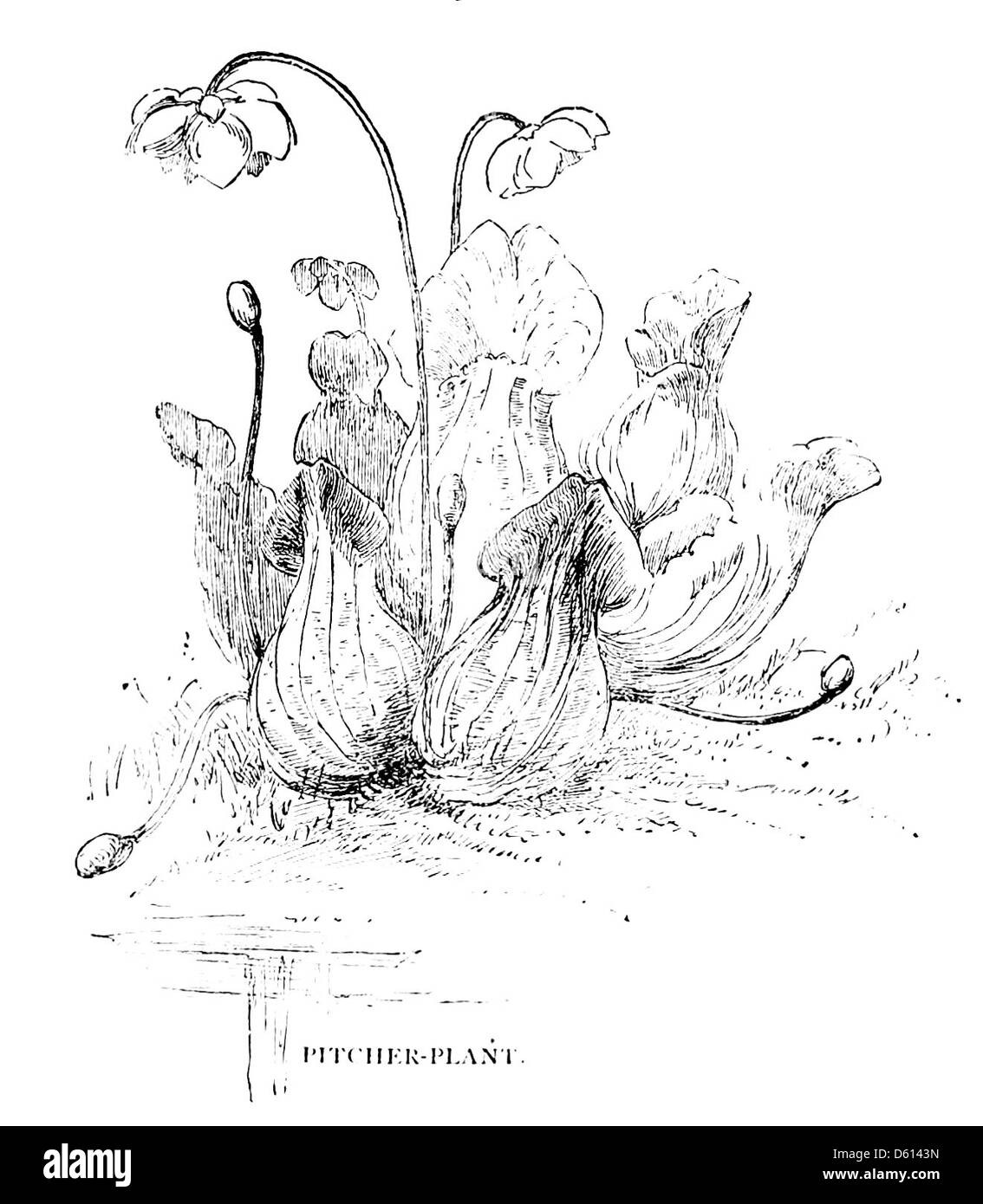 Une image du livre de 1884 'A Family Flight Around Home', montrant une plante de pichet dans son habitat naturel. L'illustration met en évidence les caractéristiques uniques de cette plante carnivore. Banque D'Images