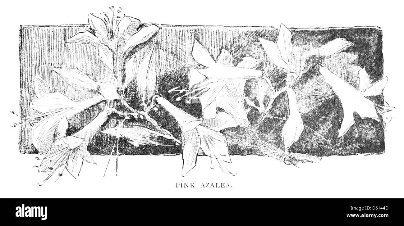 Une photographie de 1884 d'un vol familial autour de leur maison, avec des fleurs d'azalée roses fleurissant dans le jardin. La photo capture un moment d'interaction en famille au milieu d'un jardin luxuriant. Banque D'Images