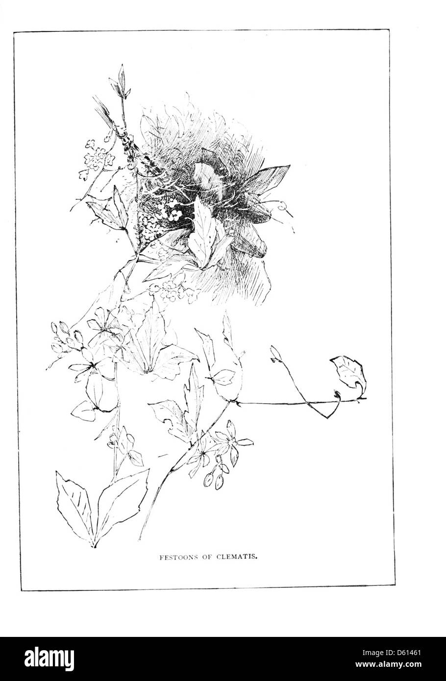 Une photographie tirée de 'A Family Flight Around Home' (1884) représentant une scène mettant en vedette des plantes clématites. L’image reflète le lien de la famille avec la nature, car la clématite était une plante de jardin populaire à l’époque. Banque D'Images