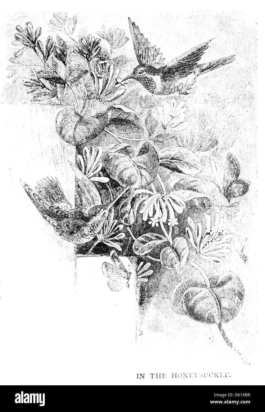 Une image tirée de 'A Family Flight Around Home' (1884), illustrant peut-être une scène paisible d'une famille entourée de chèvrefeuille dans leur jardin. L’image met en lumière la vie familiale et les joies de la nature au XIXe siècle. Banque D'Images