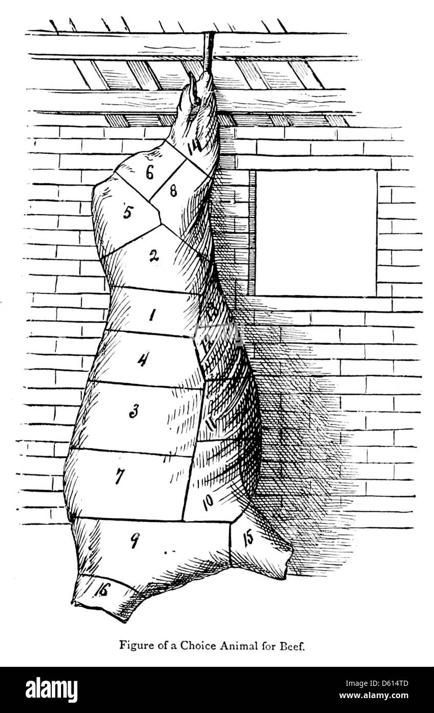 Une cyclopédie nationale de 1878 fournissant des informations pratiques, mettant en vedette des coupes de bœuf. L'illustration sert de référence pour la boucherie et l'identification des différentes coupes de boeuf couramment utilisées en cuisine à la fin du XIXe siècle. Banque D'Images
