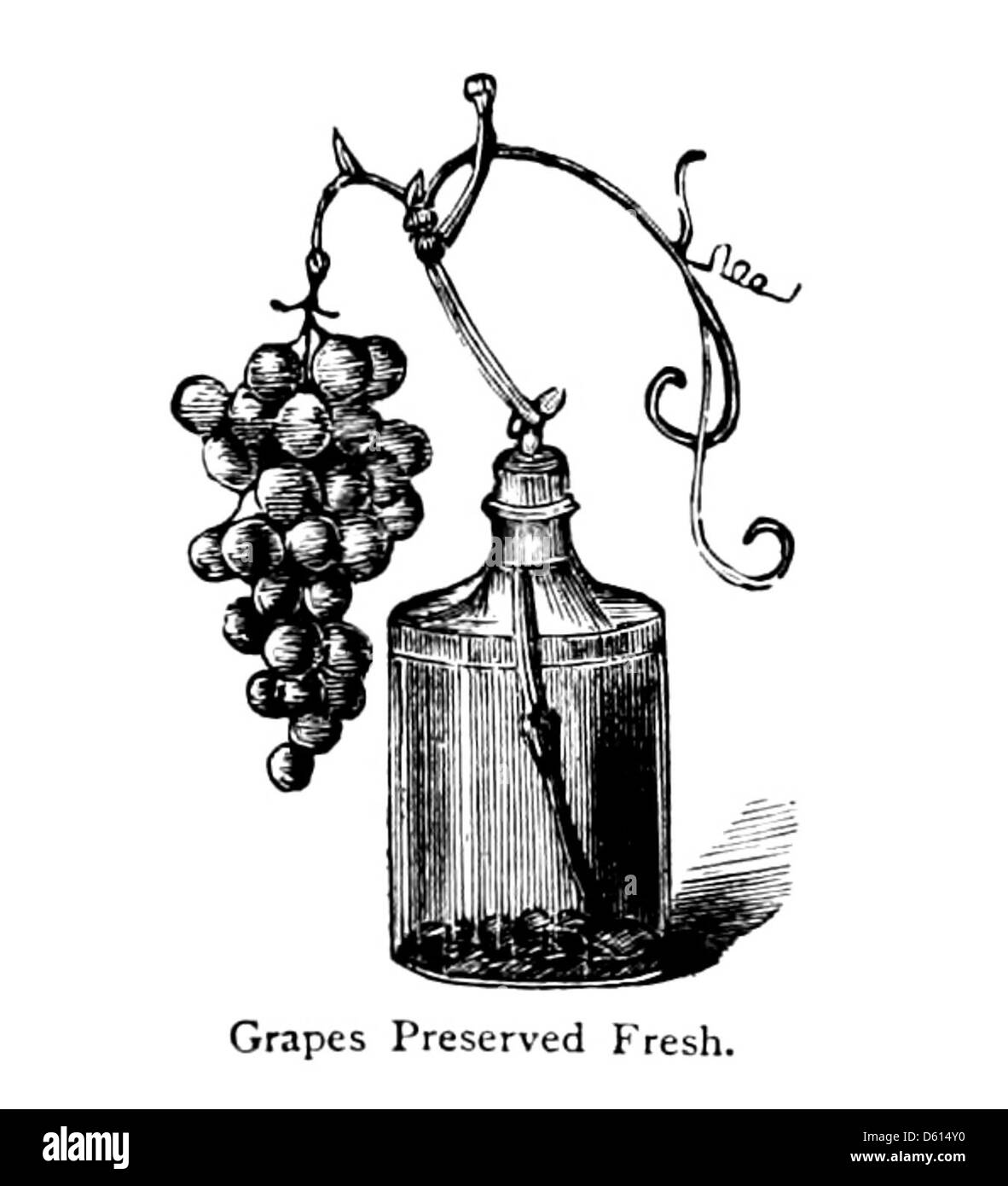 Une illustration tirée du Cyclopædia domestique d'informations pratiques de 1878, montrant la méthode de conservation des raisins pour les garder frais. L'image fournit un guide étape par étape de cette technique de conservation. Banque D'Images