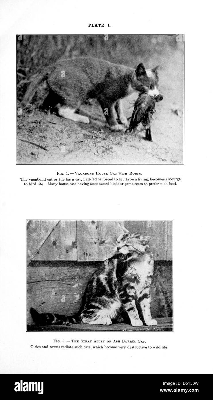 Une image tirée de 'The Domestic Cat' (1916), mettant en évidence le rôle du chat en tant que chasseur d'oiseaux et de petits animaux. L'image illustre la relation complexe entre les chats et la faune dans les milieux urbains et ruraux. Banque D'Images