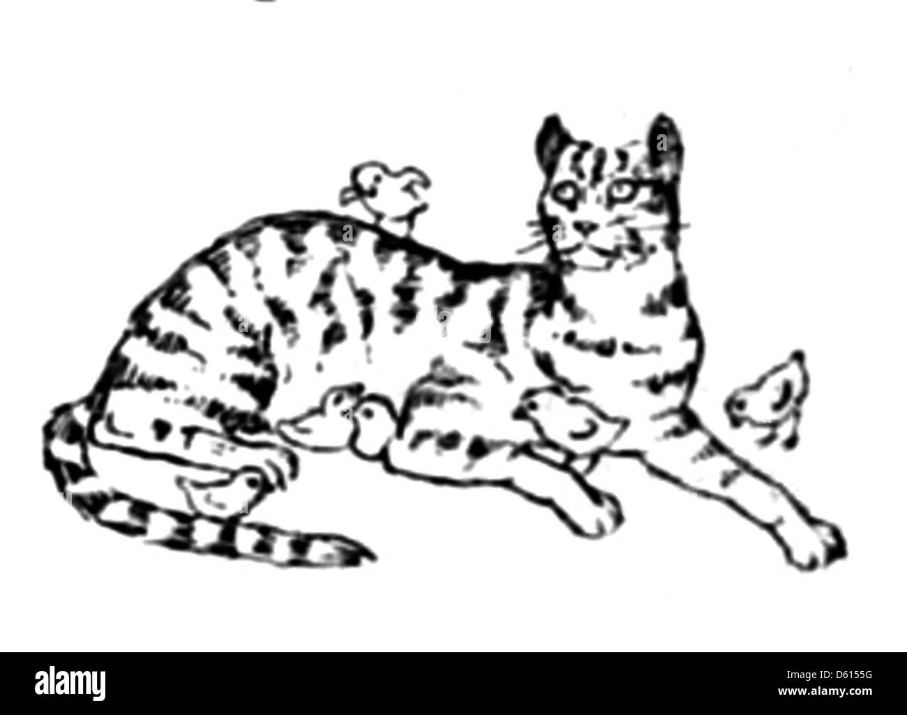 Une illustration et un article de 1916 discutant du rôle du chat domestique en tant que chasseur, en particulier en tant que tueur d’oiseaux et moussoir. Il explore également des méthodes pour contrôler et utiliser les chats pour gérer la faune. Banque D'Images