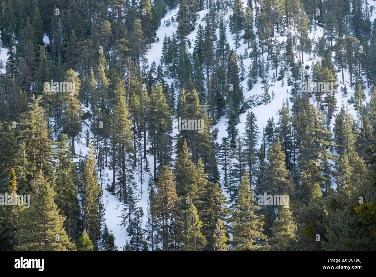 Montagne paysage dans la Angeles National Forest. Banque D'Images