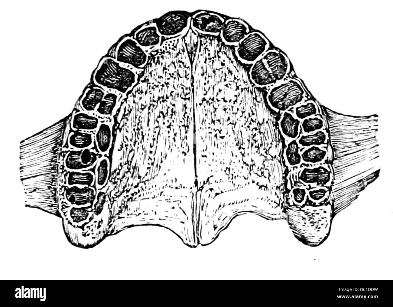 Cette illustration de 1868 d'un manuel dentaire montre le processus d'extraction des dents de la mâchoire humaine. L'image met en évidence les techniques et outils médicaux utilisés dans les procédures dentaires au cours du XIXe siècle. Banque D'Images