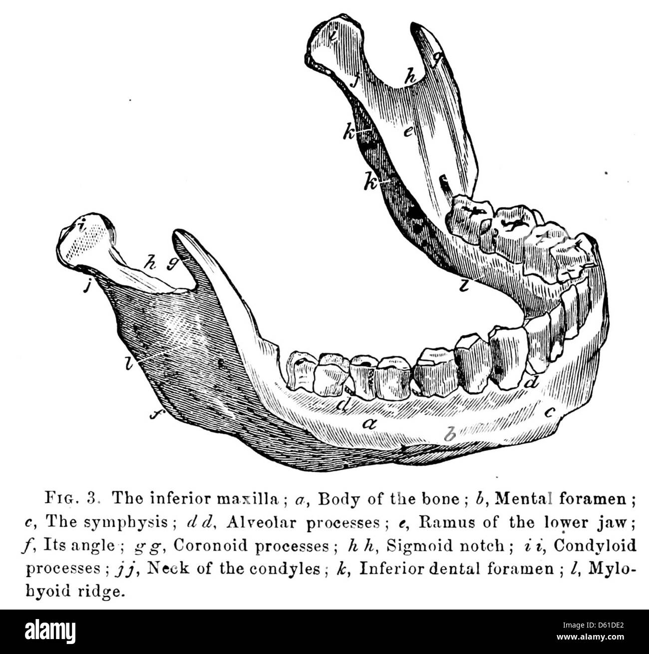 Un manuel d'instruction de 1868 sur l'extraction des dents, axé sur le processus d'extraction des dents humaines de la mâchoire, détaillant la procédure et les outils utilisés en dentisterie du XIXe siècle. Banque D'Images