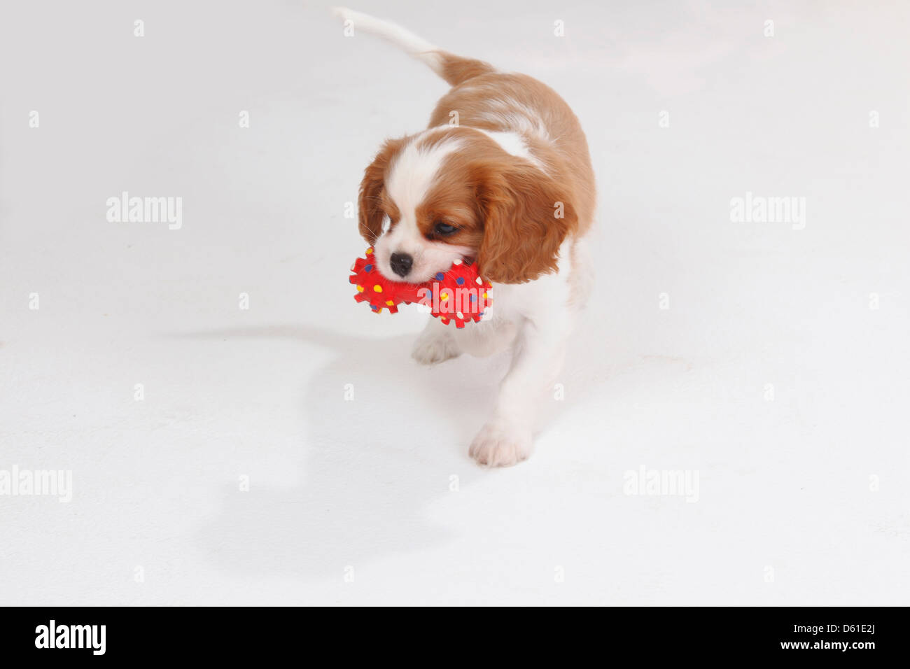 Cavalier King Charles Spaniel, Blenheim, chiot, 8 semaines / toy Banque D'Images