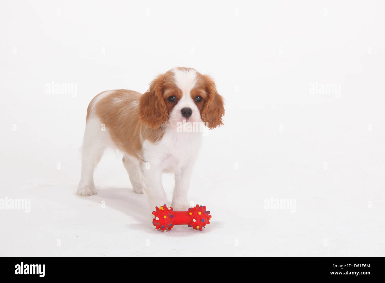 Cavalier King Charles Spaniel, Blenheim, chiot, 8 semaines / toy Banque D'Images