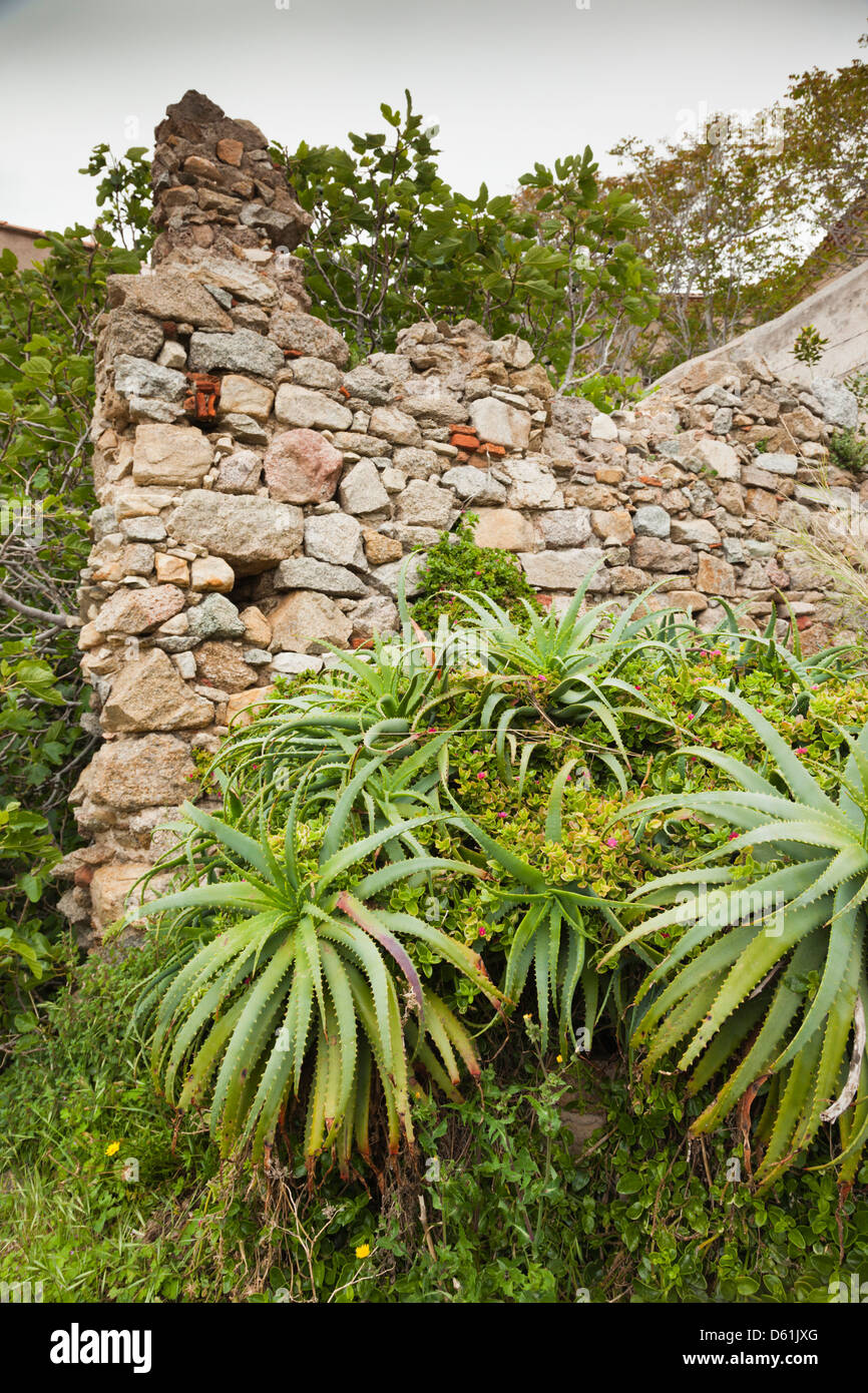 La France, la Corse, La Balagne, Calvi, La Citadelle, les ruines de la maison-lieu de naissance de Christophe Colomb Banque D'Images