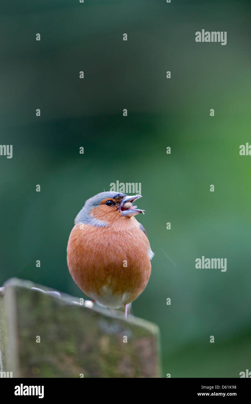 Chaffinch Fringilla coelebs mâle ; ; ; manger les graines ; UK Banque D'Images