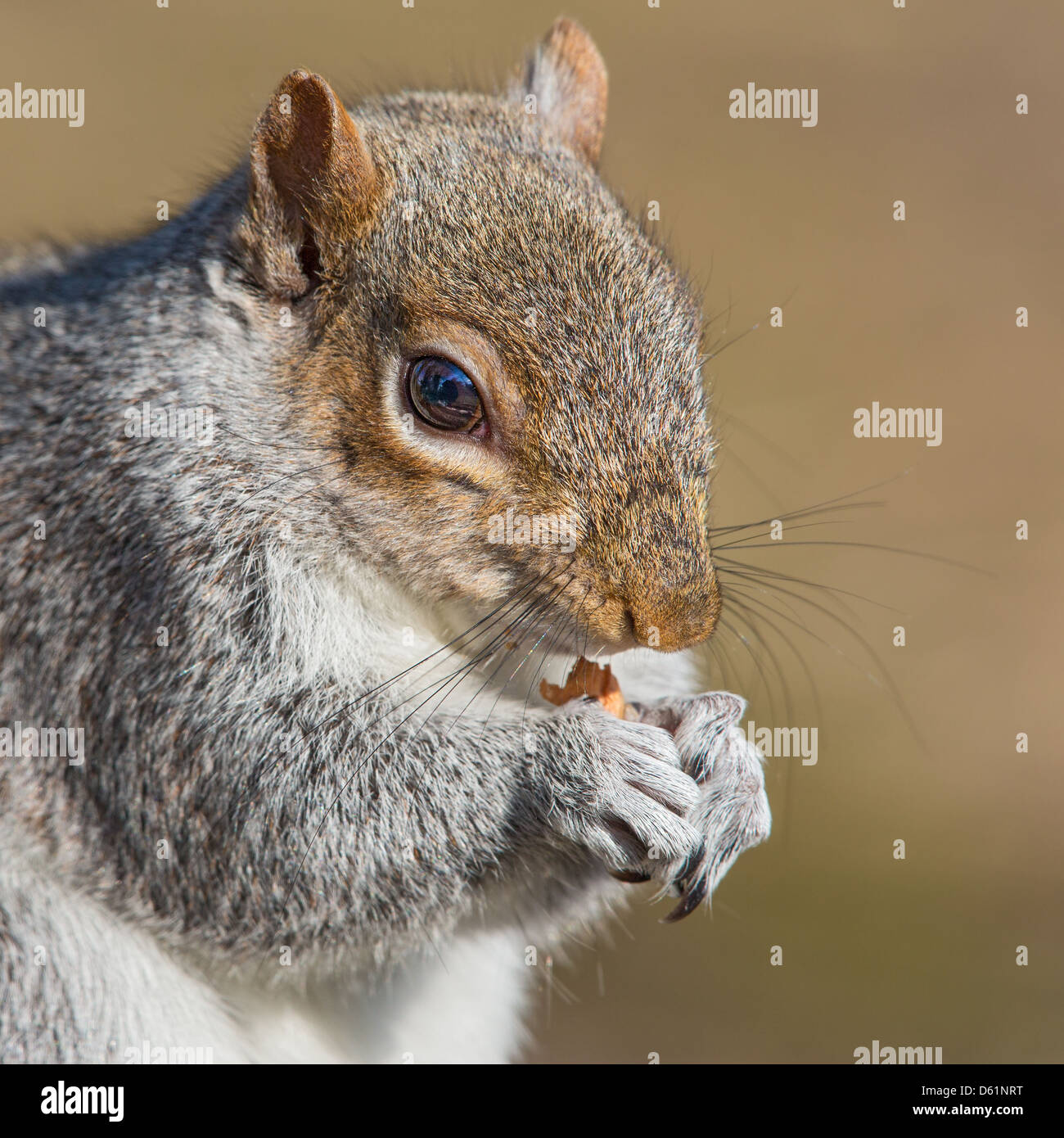 Close-up d'un écureuil gris (Sciurus carolinensis) manger une noisette, soft focus fond brun jaune. Banque D'Images