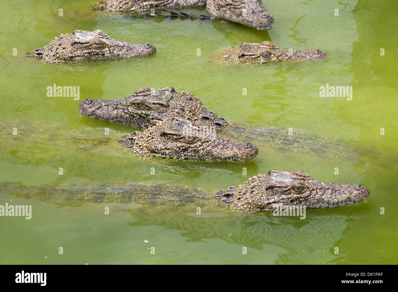 La péninsule de Zapata : Boca de Guama / ferme des crocodiles juvéniles entassés ensemble Banque D'Images