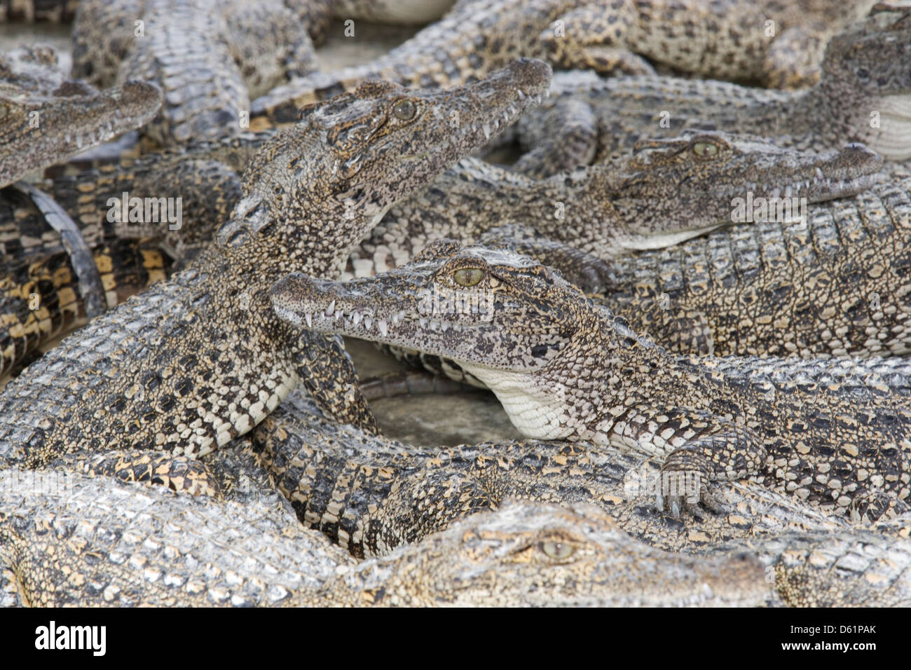 La péninsule de Zapata : Boca de Guama / ferme des crocodiles juvéniles entassés ensemble Banque D'Images