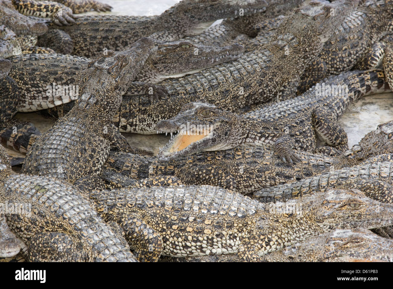 La péninsule de Zapata : Boca de Guama / ferme des crocodiles juvéniles entassés ensemble Banque D'Images